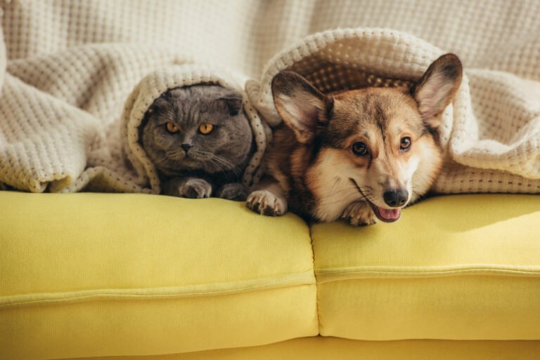 How to Choose the Right Pet for Your Lifestyle