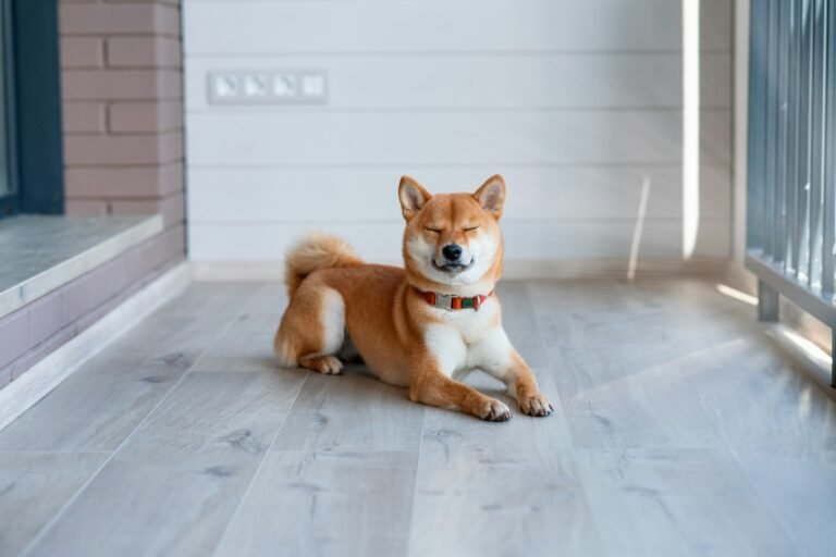 happy calm Shiba inu dog in sunlight