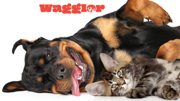 Finding Mates for Pets in the UAE: Addressing the Challenges and Solutions with Wagglor